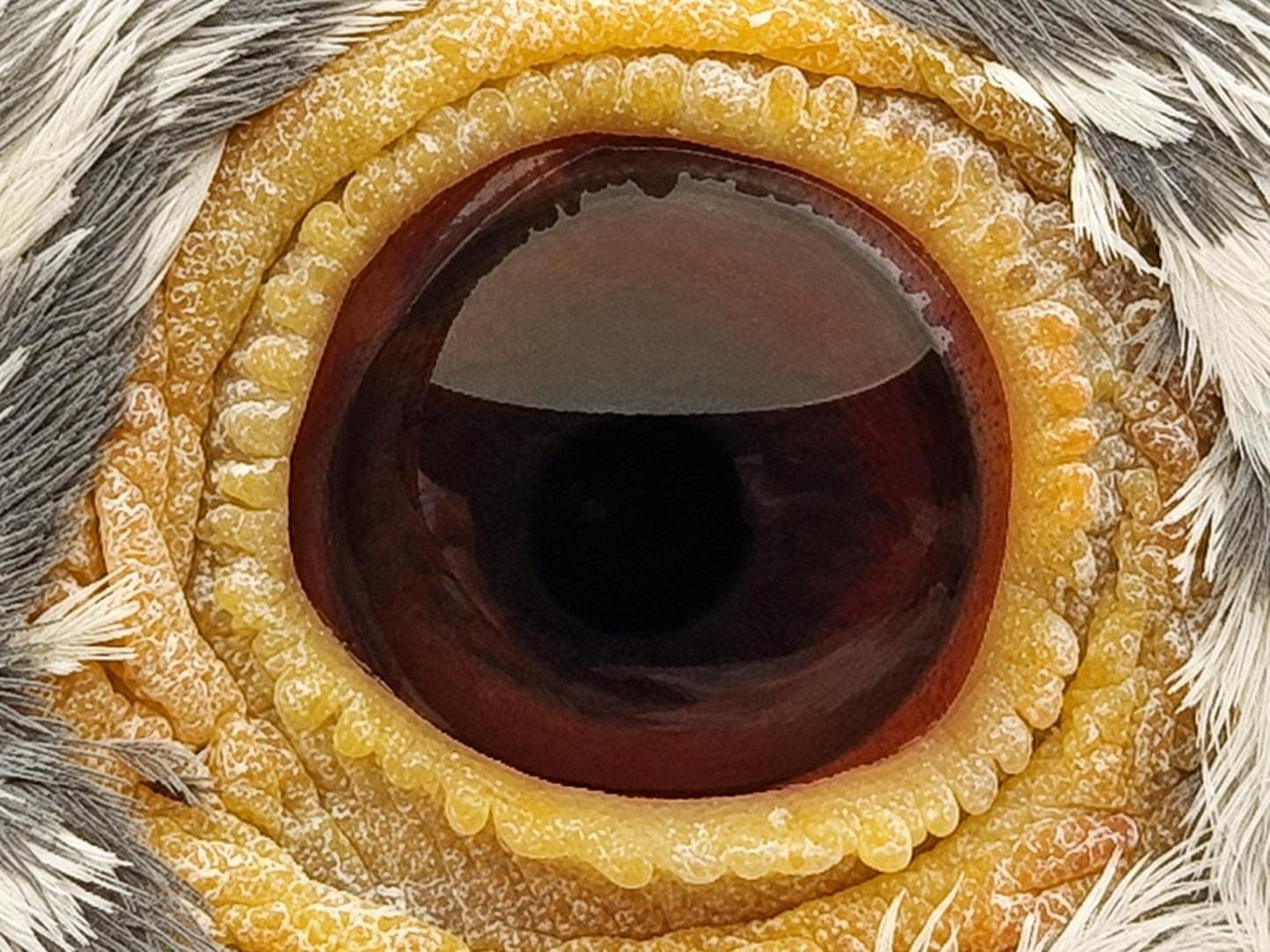 Pigeon eye
